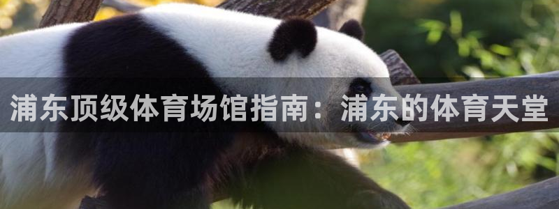 意昂体育3软件：浦东顶级体育场馆指南：浦东的体育天堂